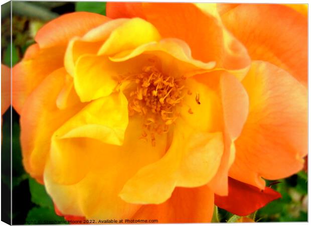 A close up of an orange rose Canvas Print by Stephanie Moore