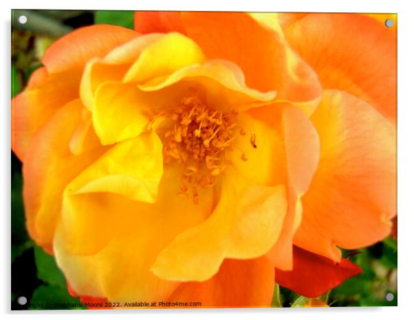 A close up of an orange rose Acrylic by Stephanie Moore