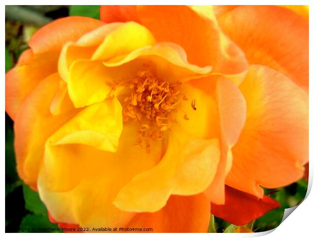 A close up of an orange rose Print by Stephanie Moore