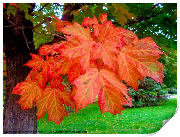 Orange Maple Leaves Print by Stephanie Moore