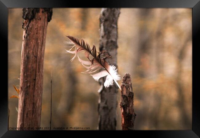 A Eagel Feather Blowing In The Wind Framed Print by Craig Weltz