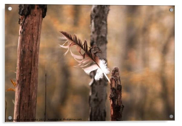 A Eagel Feather Blowing In The Wind Acrylic by Craig Weltz