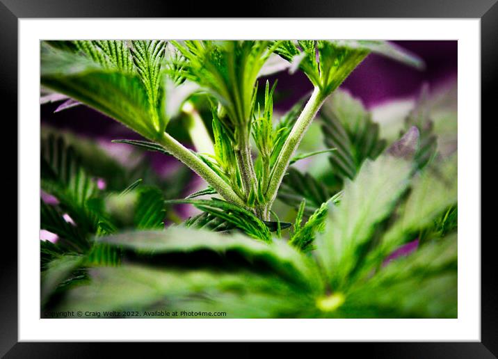 cannabis Plant leaves Framed Mounted Print by Craig Weltz