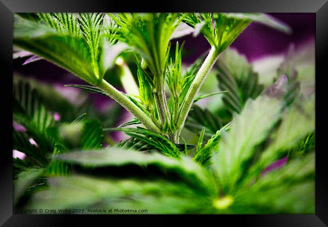 cannabis Plant leaves Framed Print by Craig Weltz