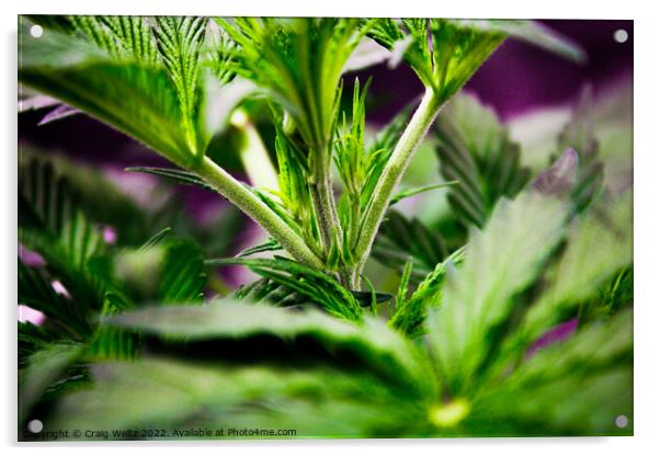 cannabis Plant leaves Acrylic by Craig Weltz