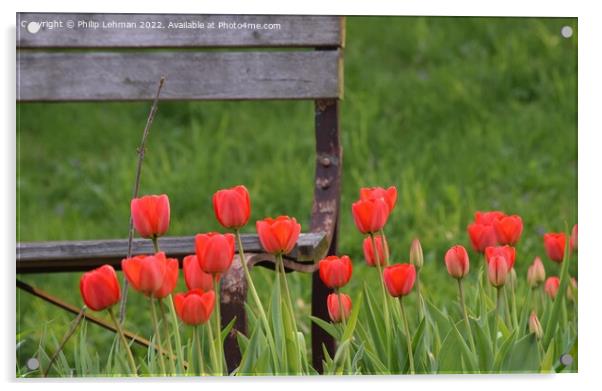 Tulip Garden (20A) Acrylic by Philip Lehman