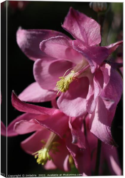 Deep Pink Aquilegia Flowers Canvas Print by Imladris 