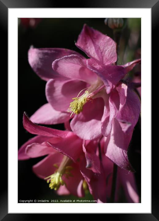 Deep Pink Aquilegia Flowers Framed Mounted Print by Imladris 