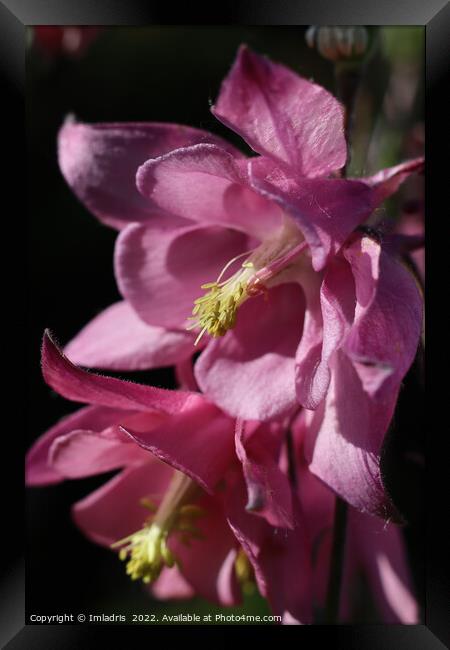 Deep Pink Aquilegia Flowers Framed Print by Imladris 