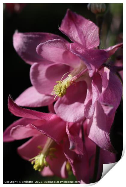 Deep Pink Aquilegia Flowers Print by Imladris 