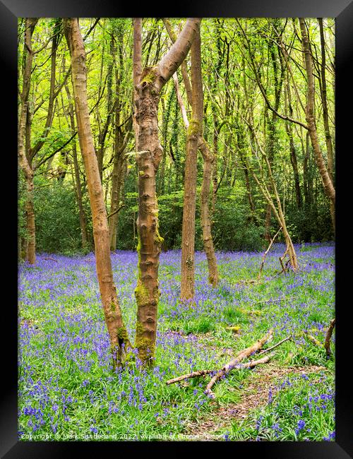 Bluebells in Nidd Gorge Woods in Spring Framed Print by Mark Sunderland