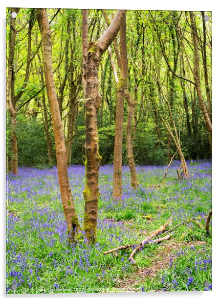 Bluebells in Nidd Gorge Woods in Spring Acrylic by Mark Sunderland