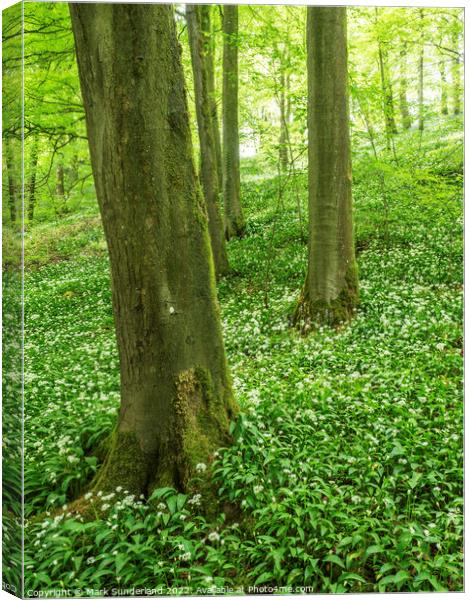 Wild Garlic Flowers in Strid Wood Canvas Print by Mark Sunderland