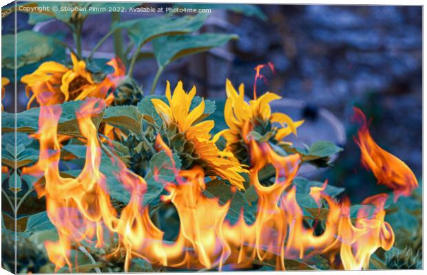 Sunflowers on fire Canvas Print by Stephen Pimm