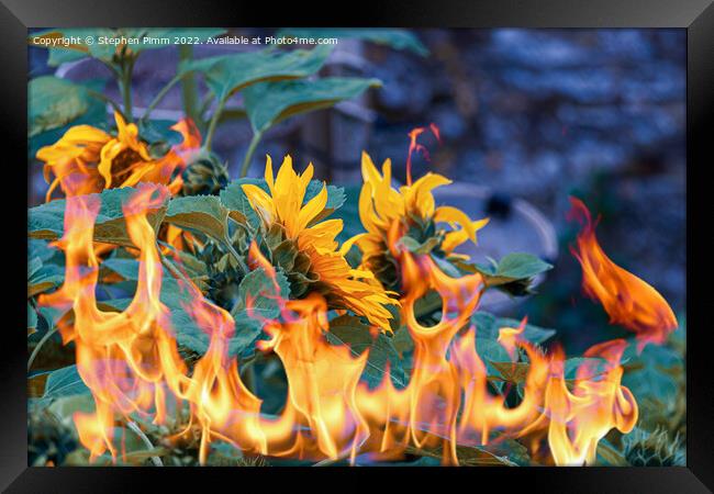 Sunflowers on fire Framed Print by Stephen Pimm