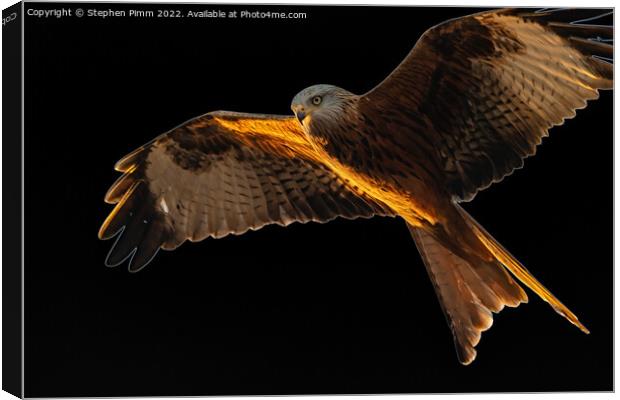 Red Kite in flight Canvas Print by Stephen Pimm