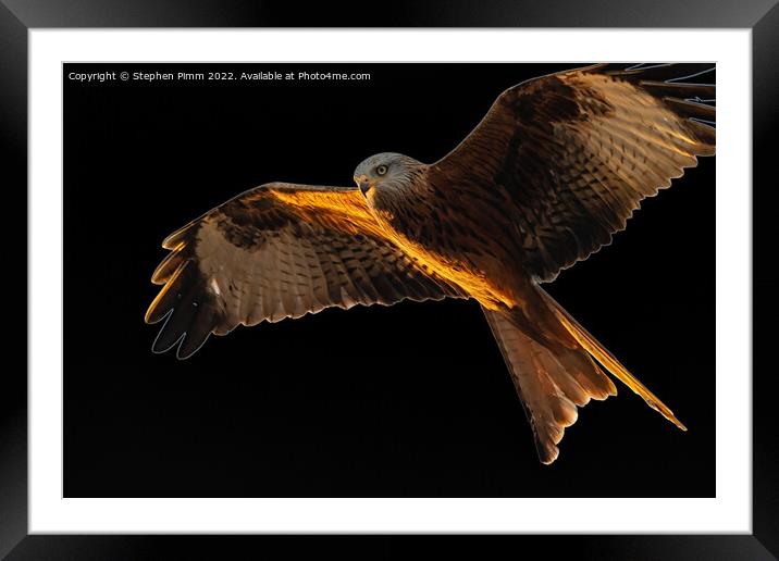 Red Kite in flight Framed Mounted Print by Stephen Pimm
