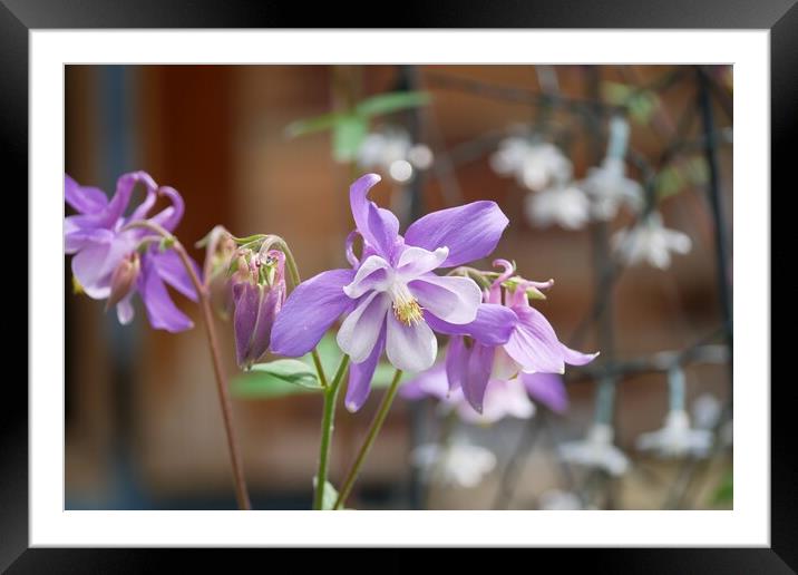 Aquilegia flowering Framed Mounted Print by Roy Hinchliffe