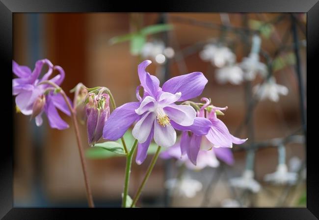 Aquilegia flowering Framed Print by Roy Hinchliffe