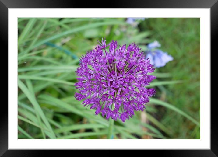 Allium Purple sensation Framed Mounted Print by Roy Hinchliffe