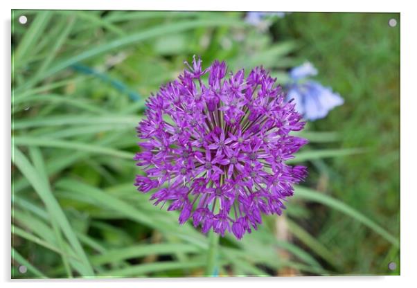 Allium Purple sensation Acrylic by Roy Hinchliffe