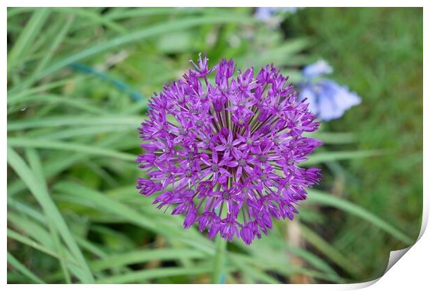 Allium Purple sensation Print by Roy Hinchliffe