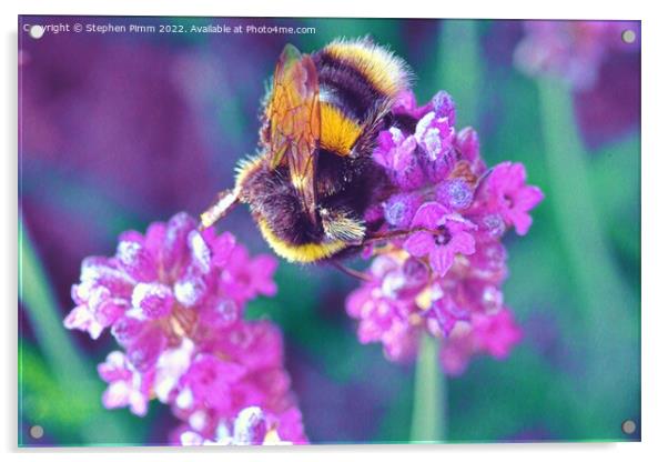 Bee on Lavender Acrylic by Stephen Pimm