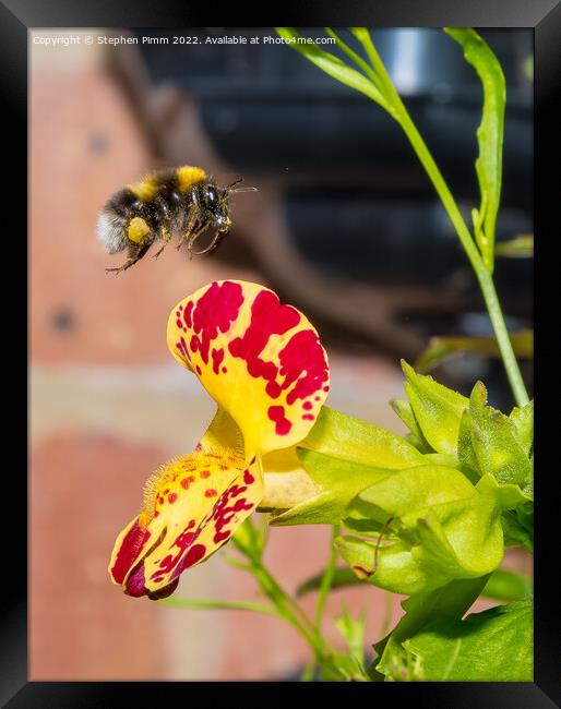 Bee hovering over a flower Framed Print by Stephen Pimm