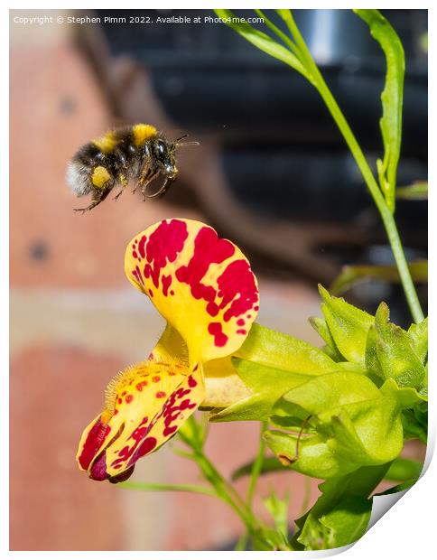 Bee hovering over a flower Print by Stephen Pimm