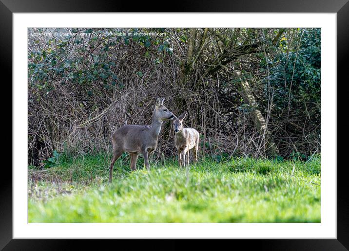 Two Wild Roe Deer in a field Framed Mounted Print by Stephen Pimm