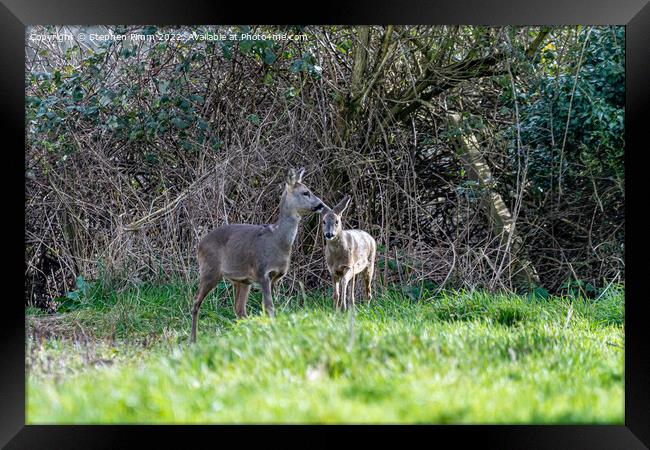 Two Wild Roe Deer in a field Framed Print by Stephen Pimm