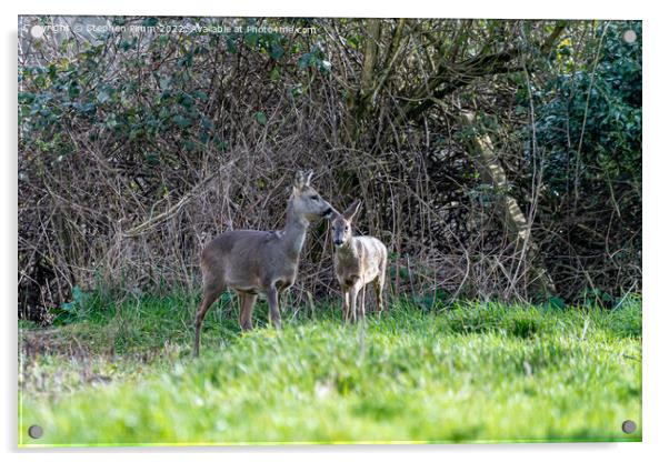 Two Wild Roe Deer in a field Acrylic by Stephen Pimm