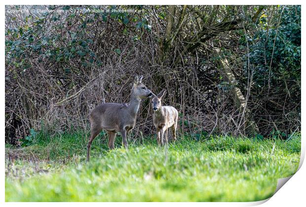 Two Wild Roe Deer in a field Print by Stephen Pimm