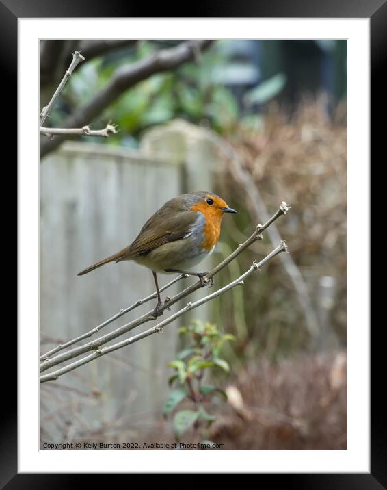 Robin (bird) Framed Mounted Print by Kelly Burton