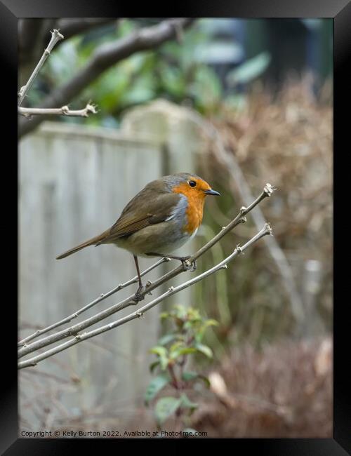 Robin (bird) Framed Print by Kelly Burton