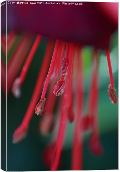 Red Flower Close Up Canvas Print by Images of Devon