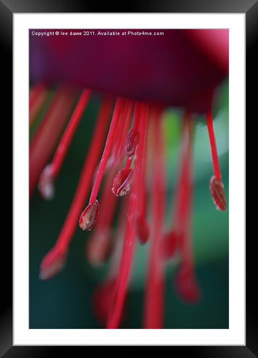 Red Flower Close Up Framed Mounted Print by Images of Devon