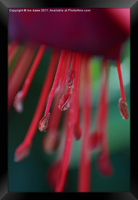 Red Flower Close Up Framed Print by Images of Devon