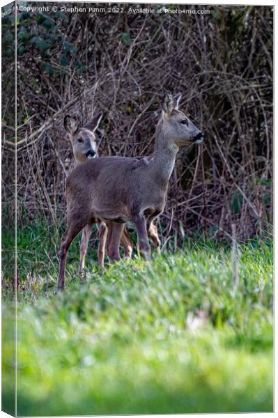 Two Wild Roe Deer in a Field Canvas Print by Stephen Pimm
