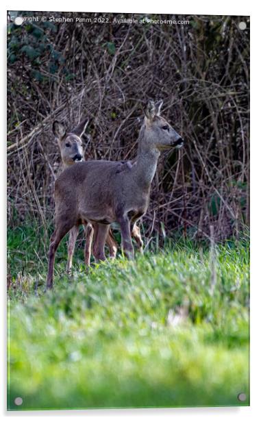 Two Wild Roe Deer in a Field Acrylic by Stephen Pimm