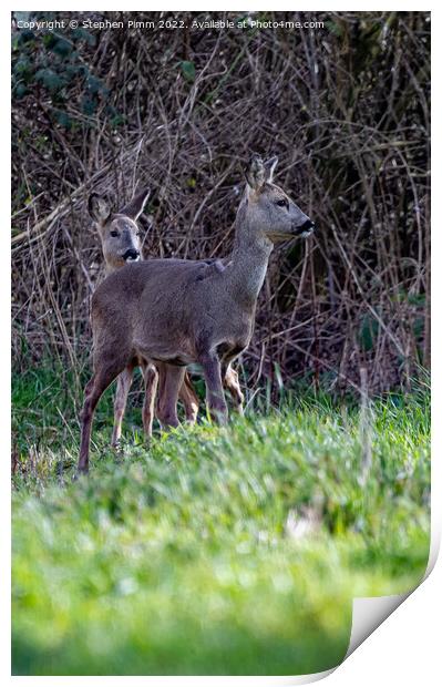 Two Wild Roe Deer in a Field Print by Stephen Pimm
