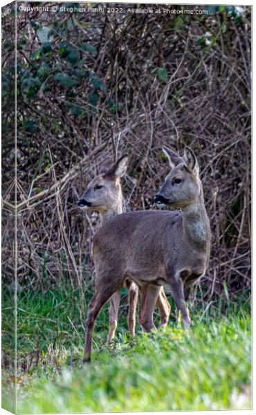 Two Wild Roe Deer in a Field Canvas Print by Stephen Pimm