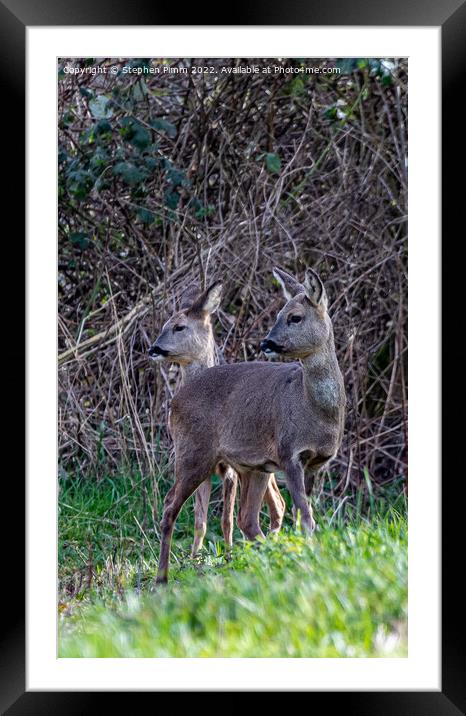 Two Wild Roe Deer in a Field Framed Mounted Print by Stephen Pimm