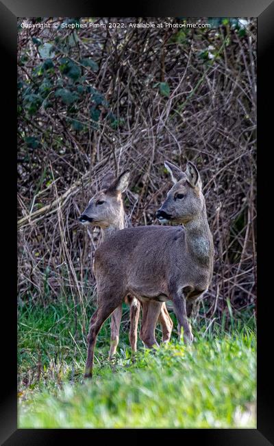 Two Wild Roe Deer in a Field Framed Print by Stephen Pimm
