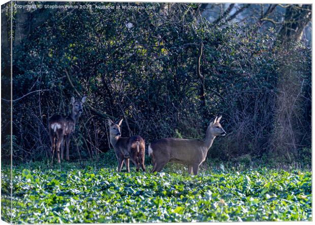 Three Wild Deer in a Field Canvas Print by Stephen Pimm