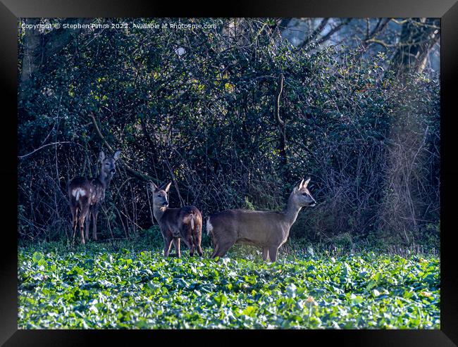 Three Wild Deer in a Field Framed Print by Stephen Pimm