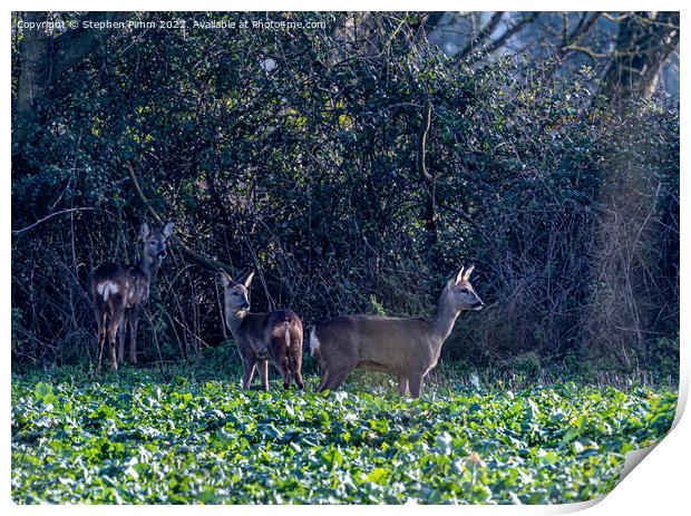 Three Wild Deer in a Field Print by Stephen Pimm