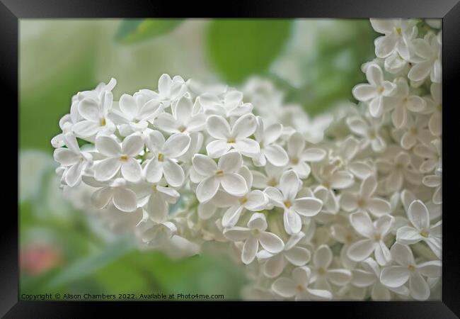 White Lilac Flowers  Framed Print by Alison Chambers