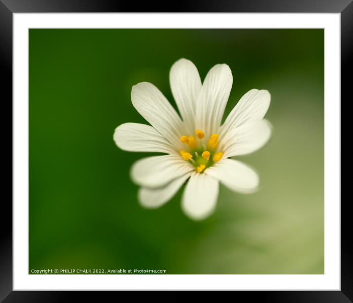 Single white flower greater stitchwort  723 Framed Mounted Print by PHILIP CHALK
