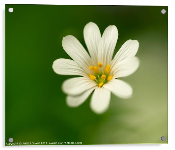 Single white flower greater stitchwort  723 Acrylic by PHILIP CHALK